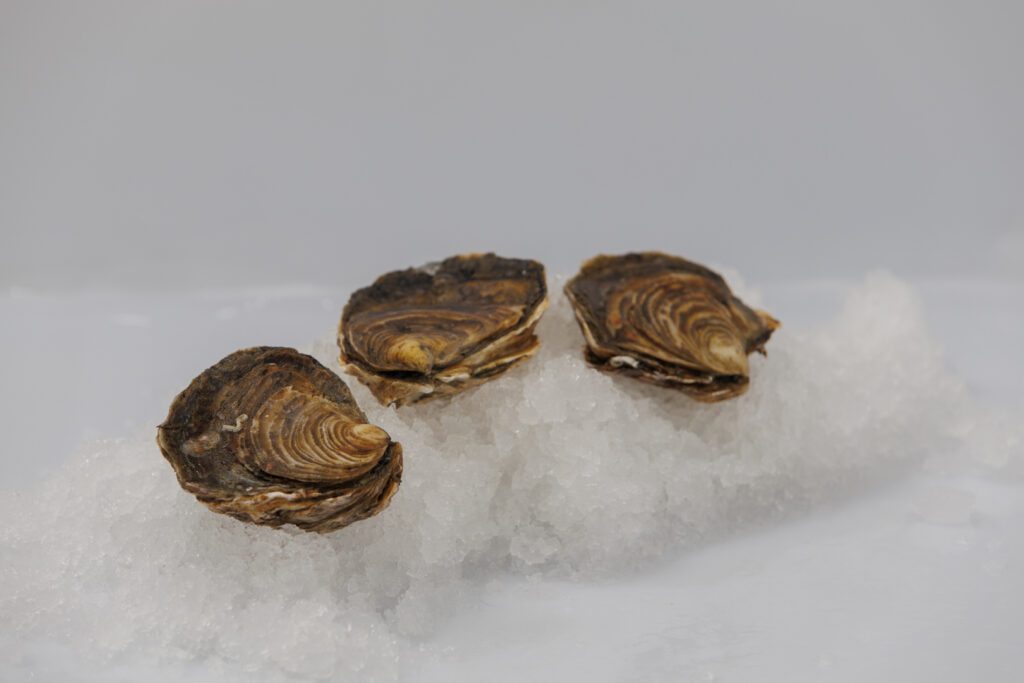 Preguntas frecuentes sobre el marisco: ostras planas gallegas sobre hielo
