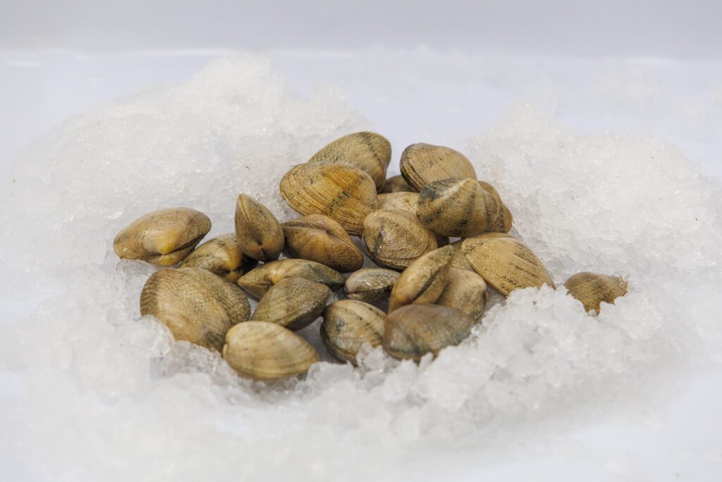 Almejas gallegas sobre hielo, marisco de temporada de otoño a primavera