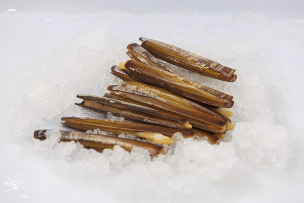 Navajas gallegas vivas sobre hielo en la depuradora