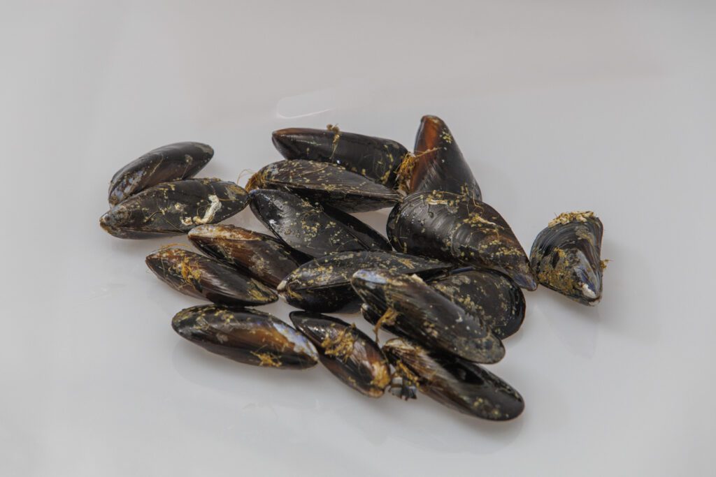 Mejillones gallegos de batea, el marisco que hay todo el año