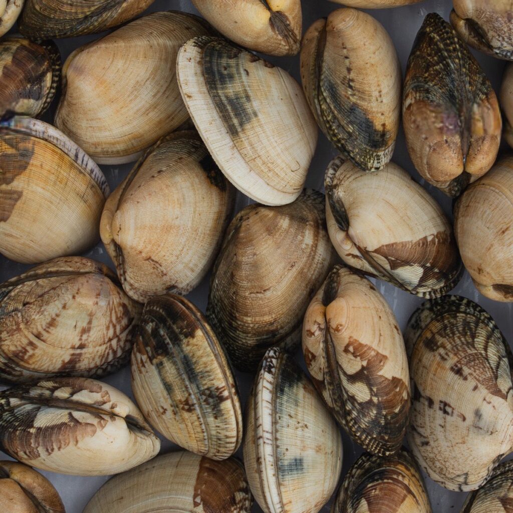 Almejas gallegas vivas para hacer fabes con almejas
