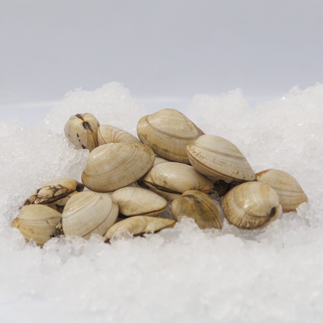 Almejas babosas gallegas frescas sobre hielo, listas para hacer almejas a la marinera