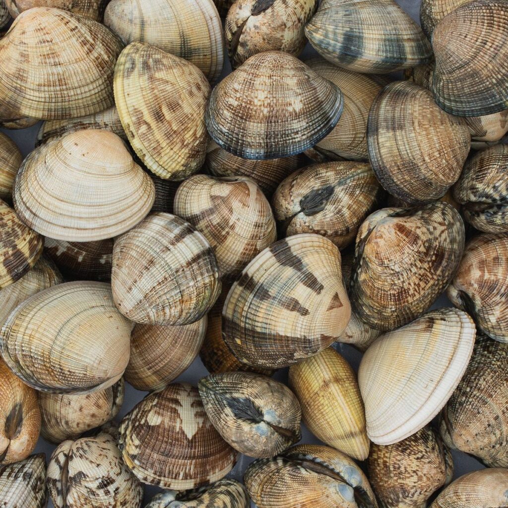 Detalle de almejas japonesas gallegas, la opción práctica para la marinera