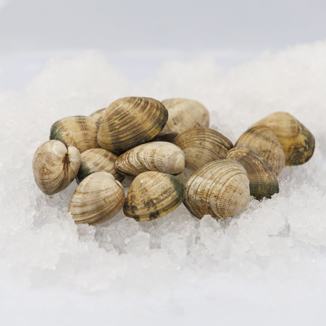 Almejas japonesas gallegas frescas sobre hielo