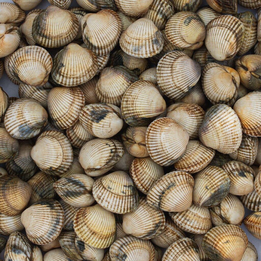 Detalle de las conchas estriadas del berberecho gallego