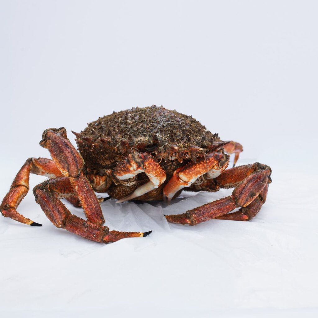 Centolla gallega viva vista de perfil