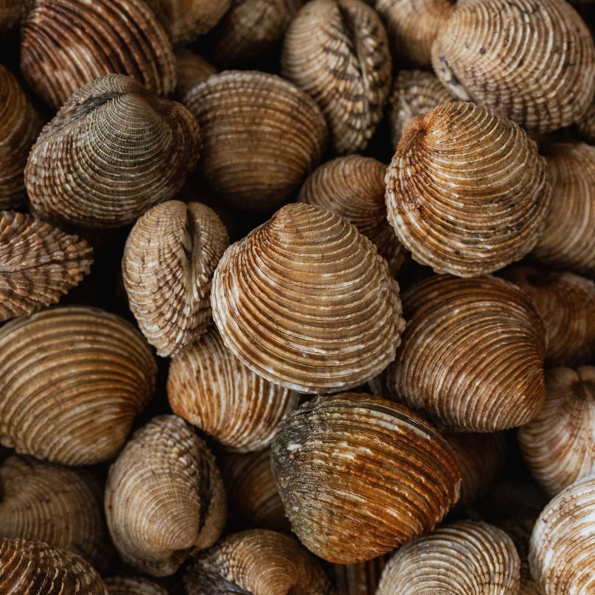 Escupiñas gallegas frescas amontonadas, con la concha rugosa de surcos concéntricos