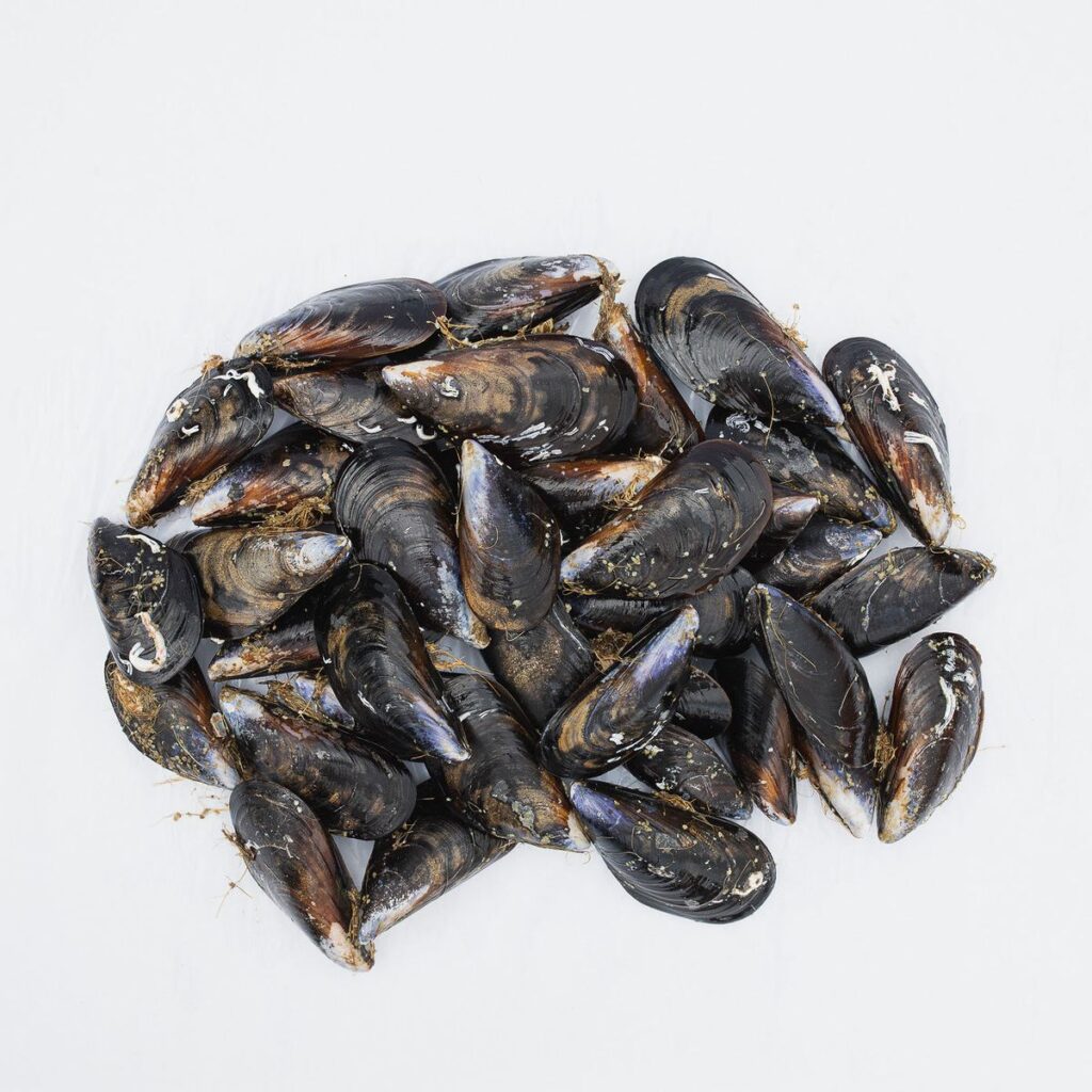 Mejillones gallegos frescos para hacer mejillones a la marinera