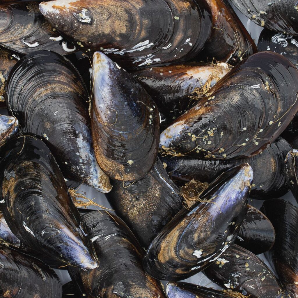 Detalle de las conchas negras del mejillón gallego de batea