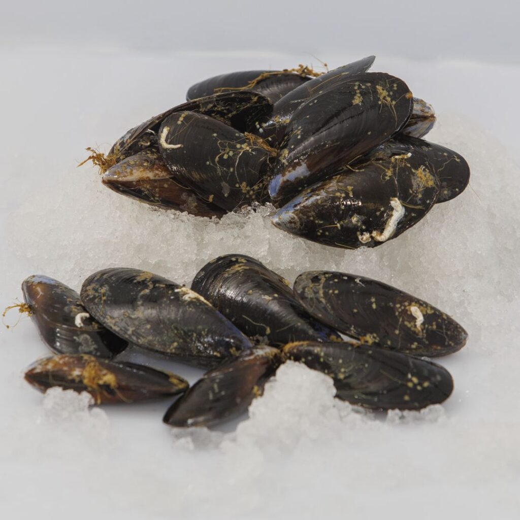 Mejillones gallegos vivos sobre hielo, listos para hacer mejillones a la marinera