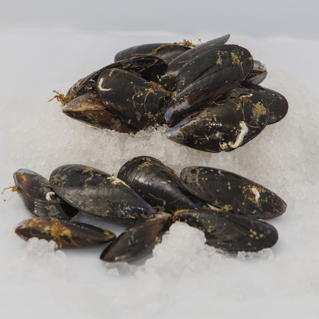 Mejillones gallegos frescos sobre hielo, listos para hacer mejillones al vapor