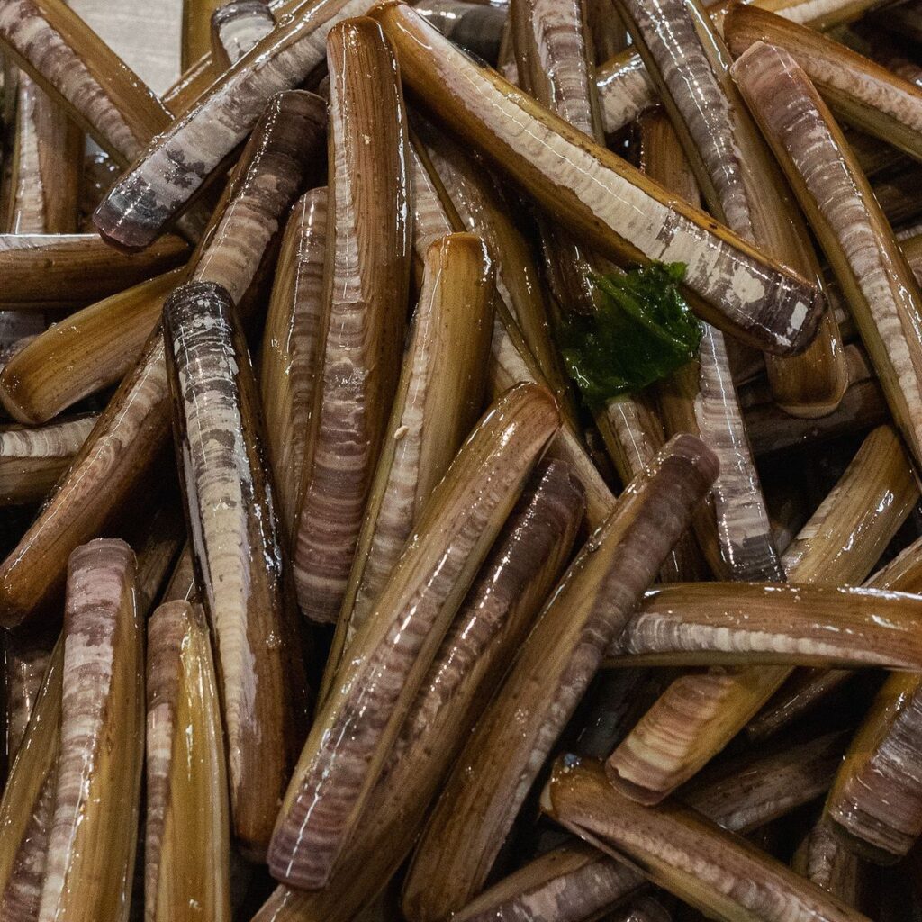Detalle de navajas gallegas amontonadas