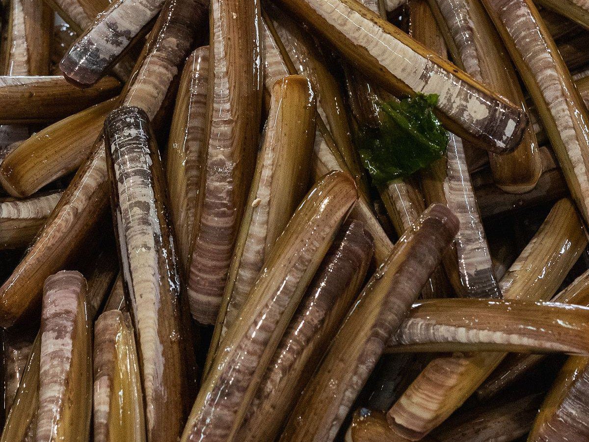 Navajas gallegas frescas amontonadas, listas para hacer a la plancha