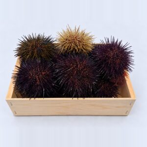 Erizos de mar gallegos vivos en caja de madera, de Brisa Salada